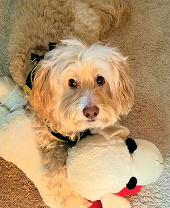 Coaching for adoption